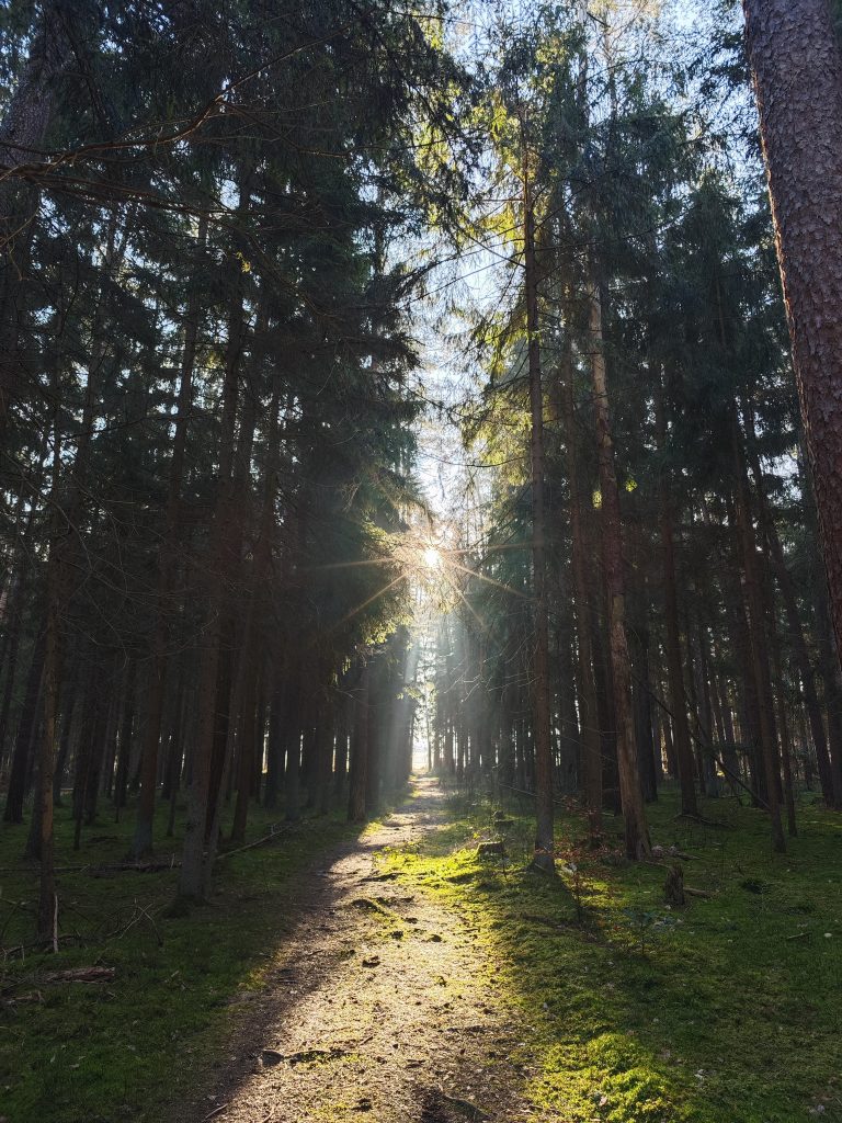 Wald mit einfallendem Licht